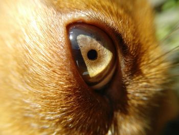 Close-up of eye