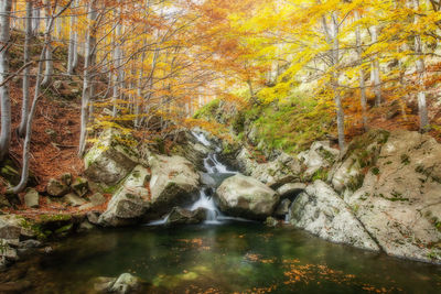 River amidst trees in forest during autumn