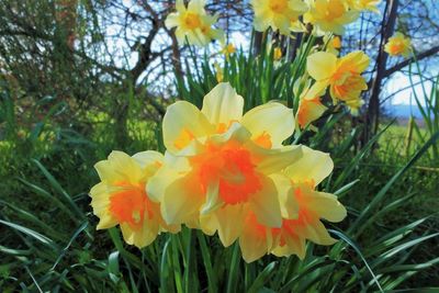 Close-up of fresh yellow flowers blooming in park