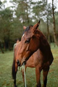 Horse standing in field