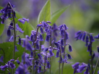 Close-up of purple flowers blooming outdoors