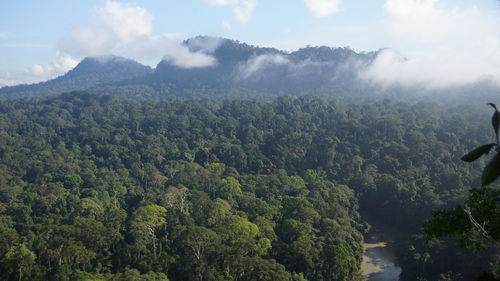 Scenic view of forest against sky