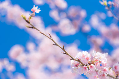 Close-up of blue flowers blooming on branch