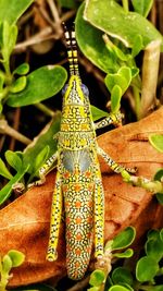 Close-up of butterfly on plant