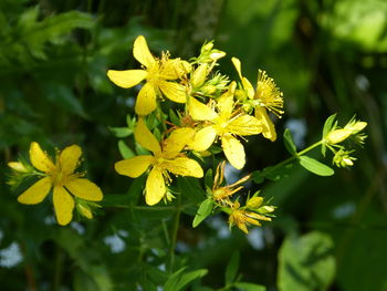 Close-up of yellow flowering plant