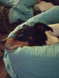 Dog lying on bed