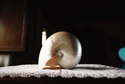 Close-up of white mushroom on table at home