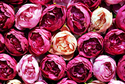 Full frame shot of pink flowers