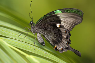 Close-up of butterfly