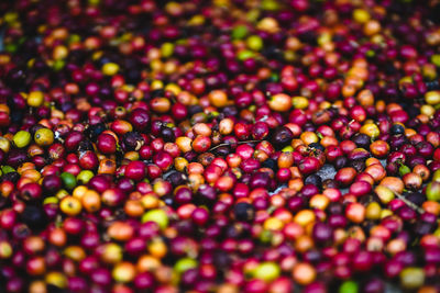 Full frame shot of multi colored candies