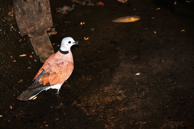 High angle view of bird perching on rock