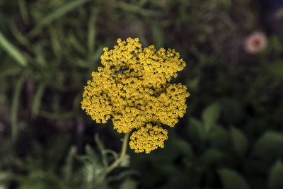 Directly above shot of yellow flower 