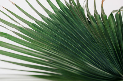 Close-up of palm leaves