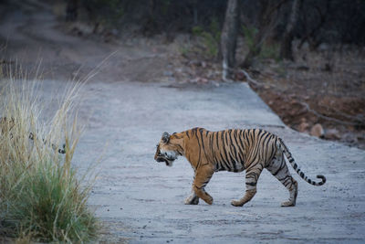 Full length of a cat