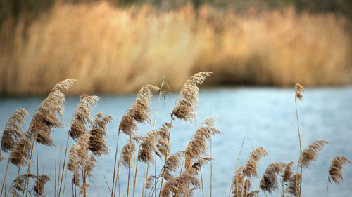 Close-up of reed grass against the sky