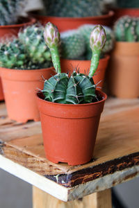 Close-up of succulent plant in pot