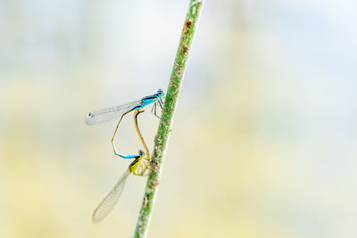 Close-up of dragonfly on plant