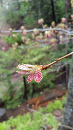 Close-up of flower against blurred background