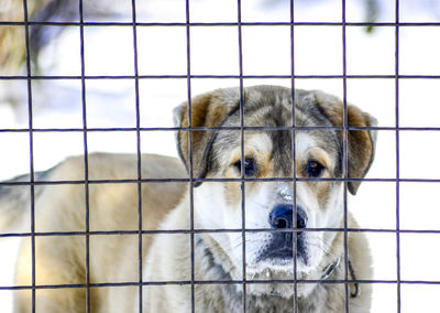 Close-up portrait of a dog