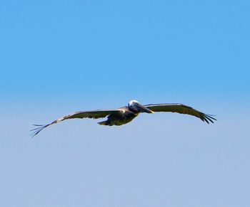 Low angle view of eagle flying against clear blue sky