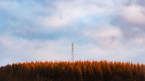 Low angle view of trees on field against sky