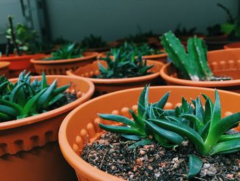 Close-up of potted plant on table