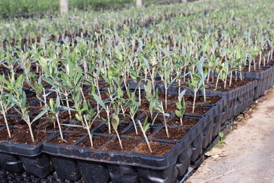 Plants growing on field