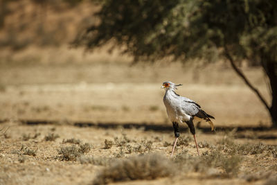 Side view of bird on land