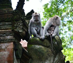 Monkey sitting on tree