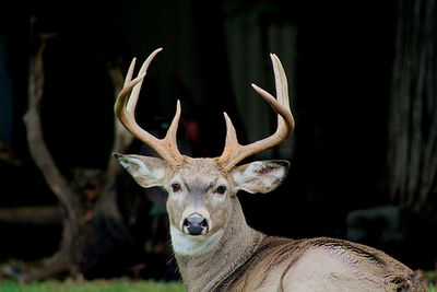 Close-up of deer