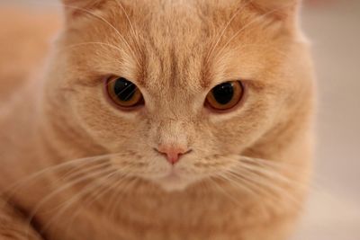 British shorthaired cat 