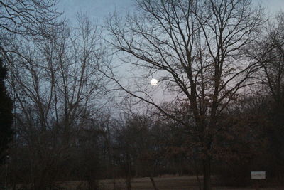 Bare trees against sky at night