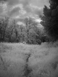 Trees on landscape against sky