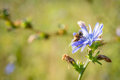 Close-up of bee on purple flowering plant