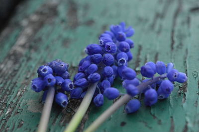 Close-up of purple flowering plants