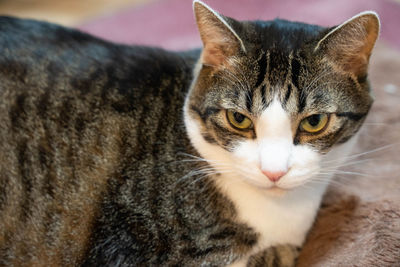 Close-up portrait of a cat
