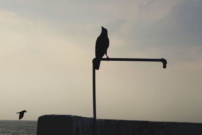 Low angle view of seagull perching on a pole