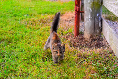 Portrait of a cat in a field