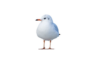 Close-up of seagull perching on white background