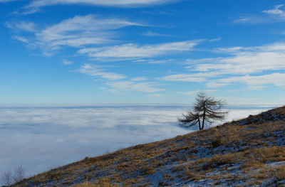 Scenic view of sea of clouds and a lonely tree against sky