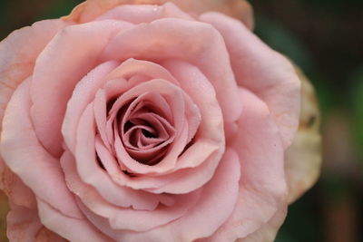 Close-up of pink rose