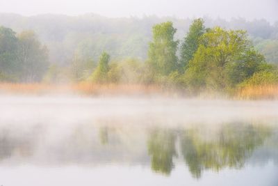 Trees by lake in forest