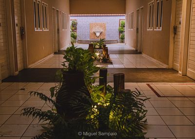 Potted plants in building