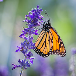 Close-up of butterfly on purple flowers