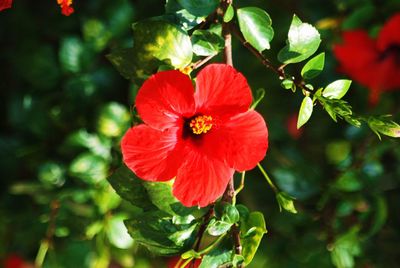 Close-up of red hibiscus blooming outdoors