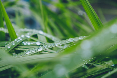 Close-up of water drops on blade of grass