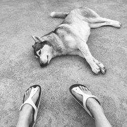 Dog lying on ground