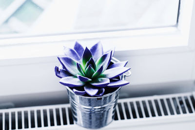 Close-up of potted plant on window sill