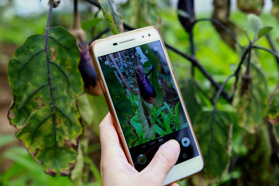 Close-up of hand holding mobile phone