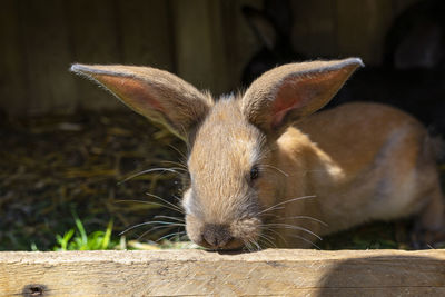 One red-haired breeding rabbit standing in a wooden cage.